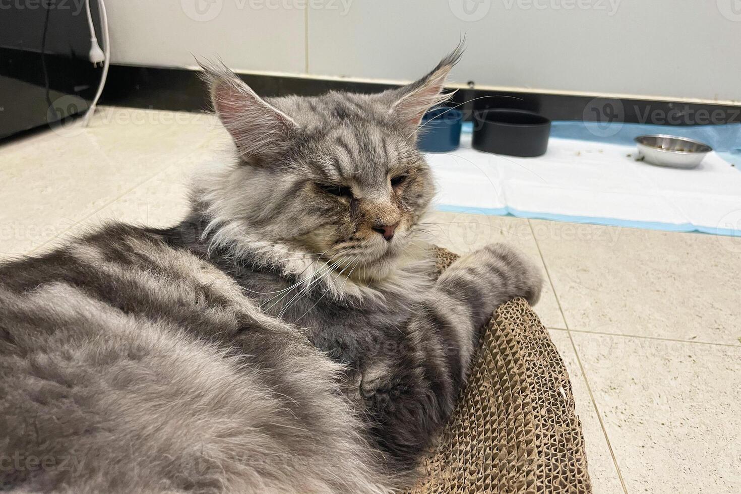 fofa malhado prata cinzento jovem maine coon gato deitado em maca às casa olhando às Câmera. 3 anos velho gatinho relaxante foto