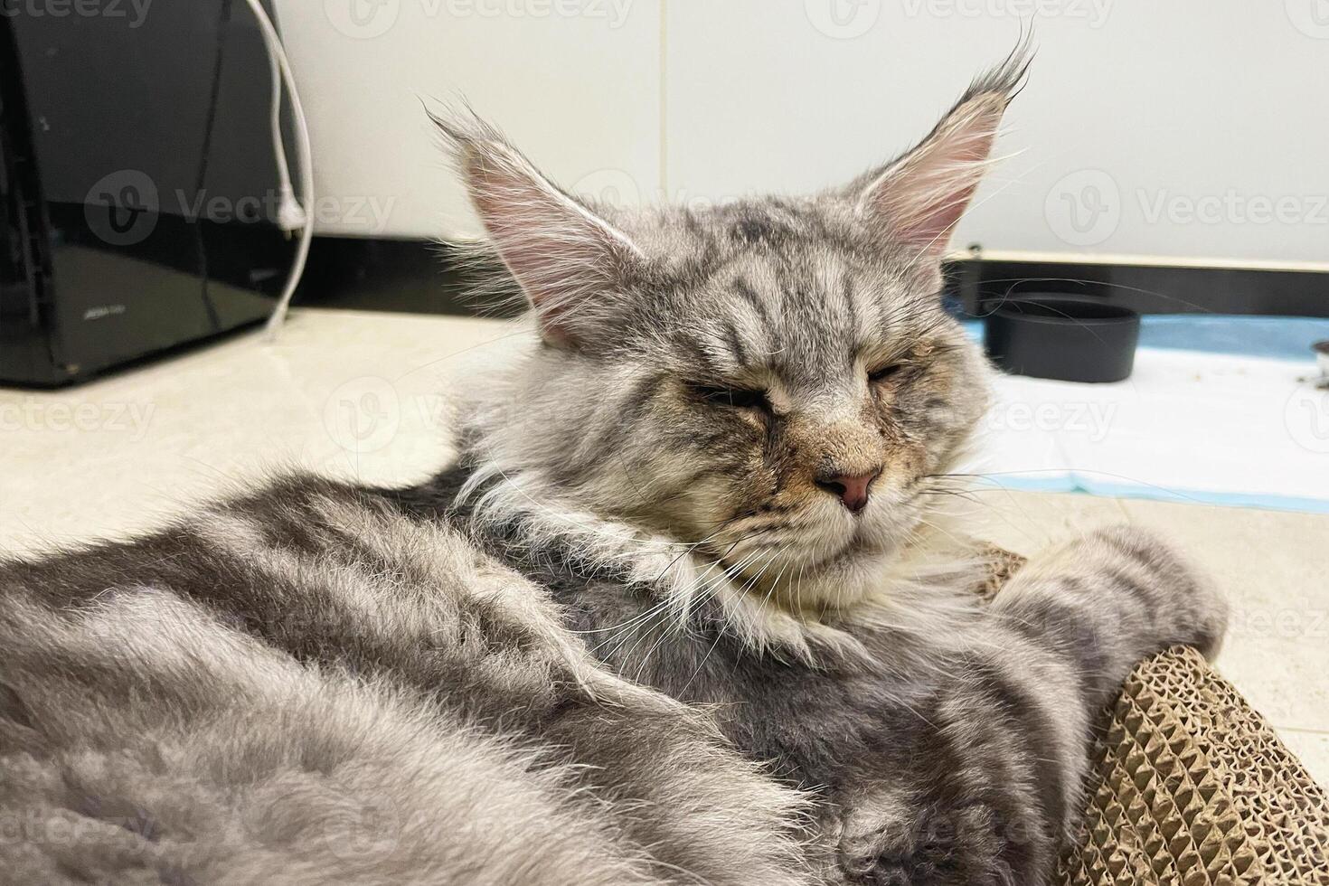 fofa malhado prata cinzento jovem maine coon gato deitado em maca às casa olhando às Câmera. 3 anos velho gatinho relaxante foto