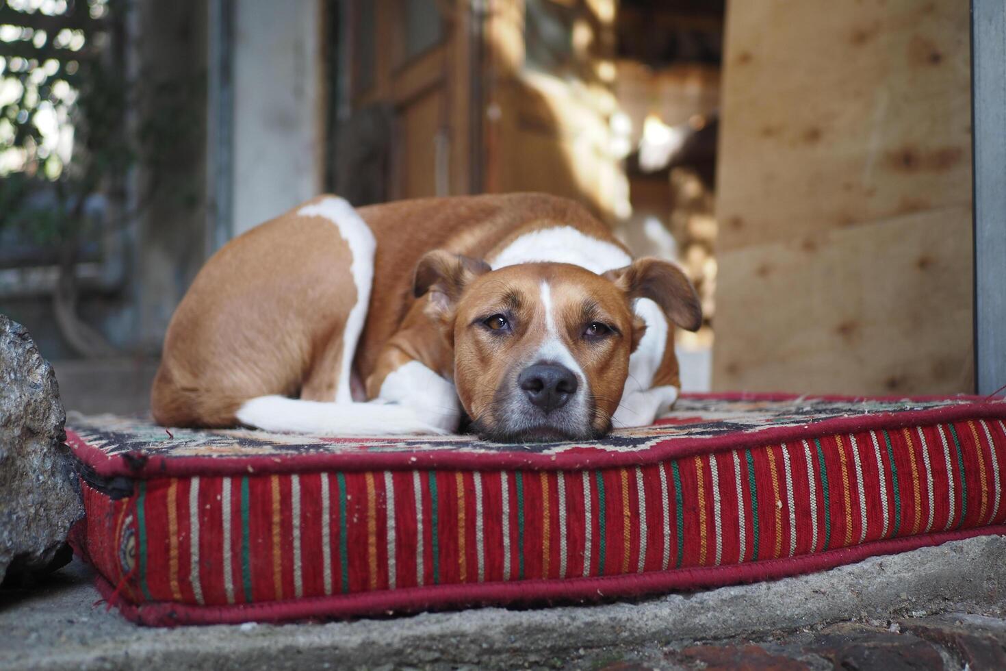 Castanho e branco cachorro descansos em uma listrado almofada com conforto foto