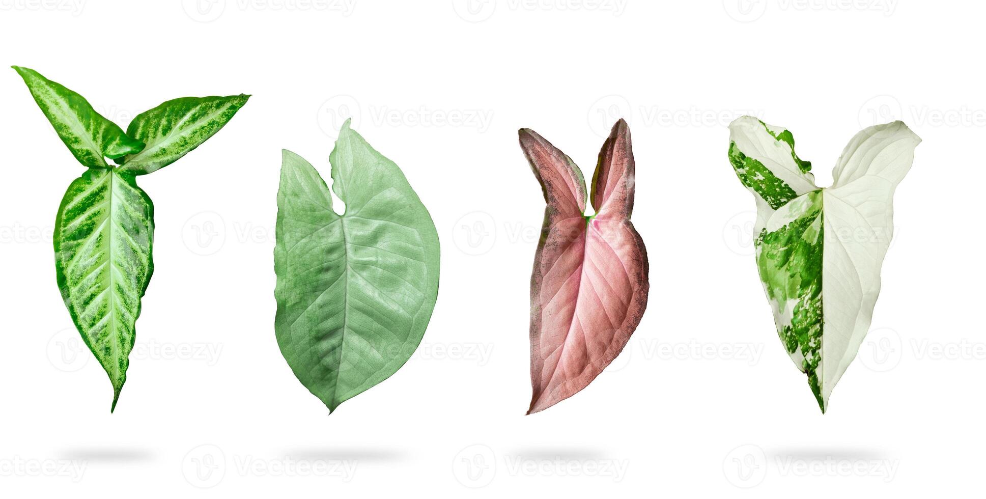 grupo do syngonium ,rosa syngonium , singônio podofilo variado , singônio prata azevinho folhas em branco fundo. foto