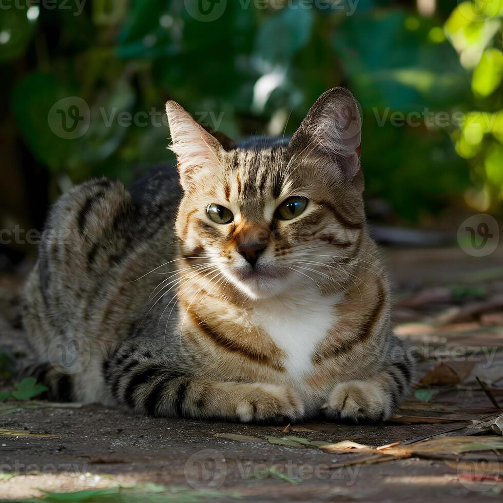 ai gerado adulto rua gato se aquece dentro luz solar, relaxante dentro natural arredores para social meios de comunicação postar Tamanho foto