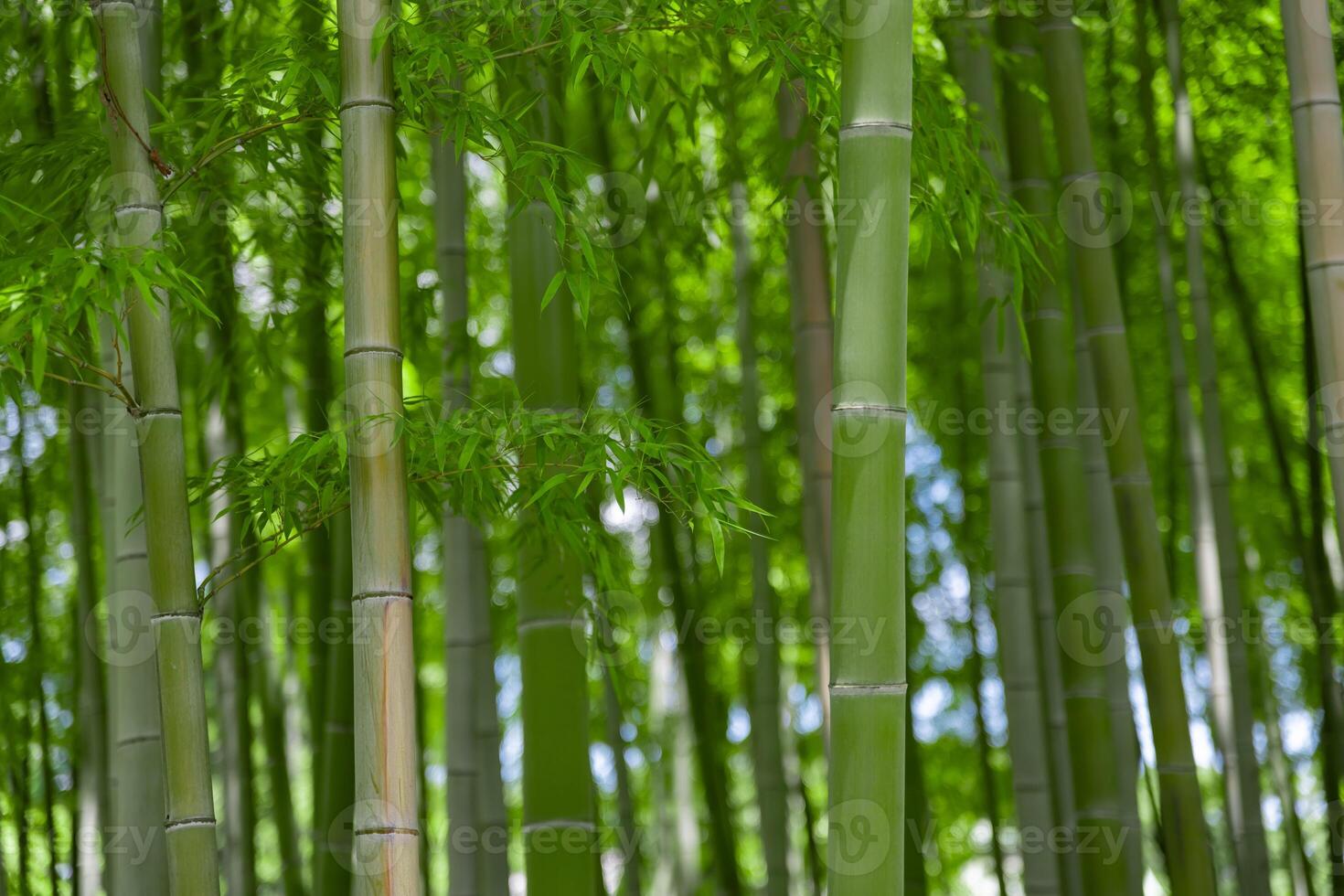 verde bambu folhas dentro japonês floresta dentro Primavera ensolarado dia foto