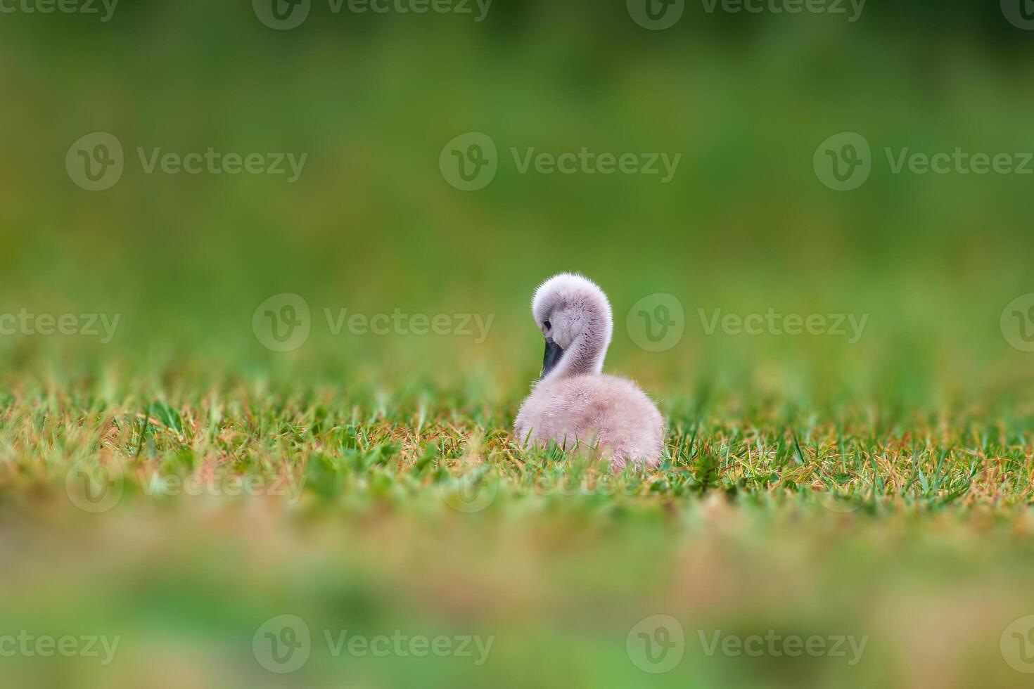 jovem cisne pintinho em uma verde banco foto