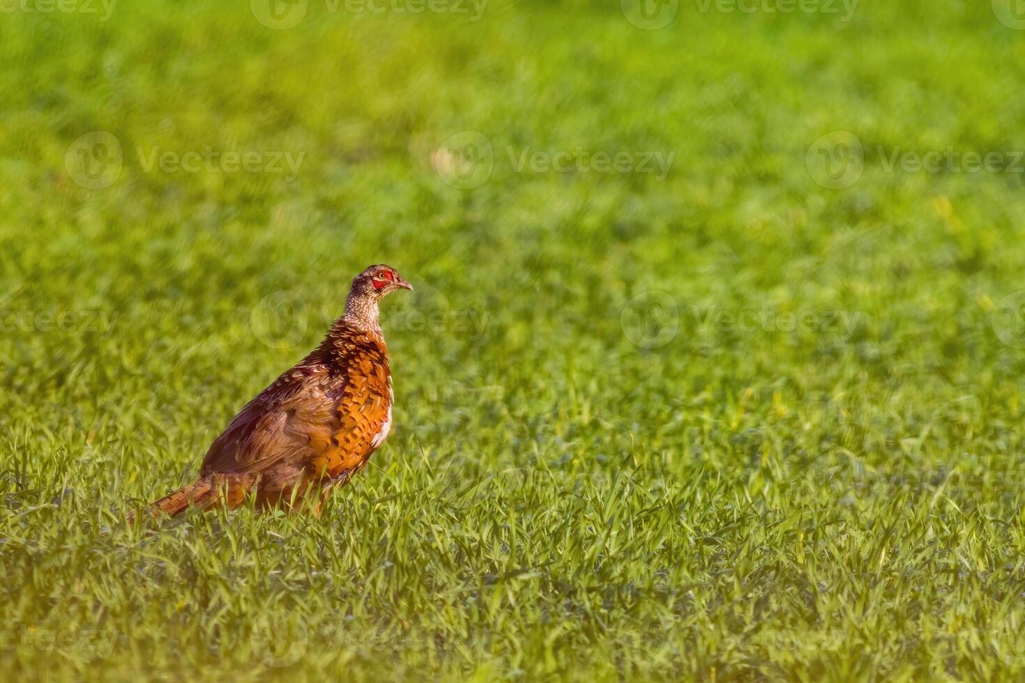 faisão observa natureza e parece para Comida foto