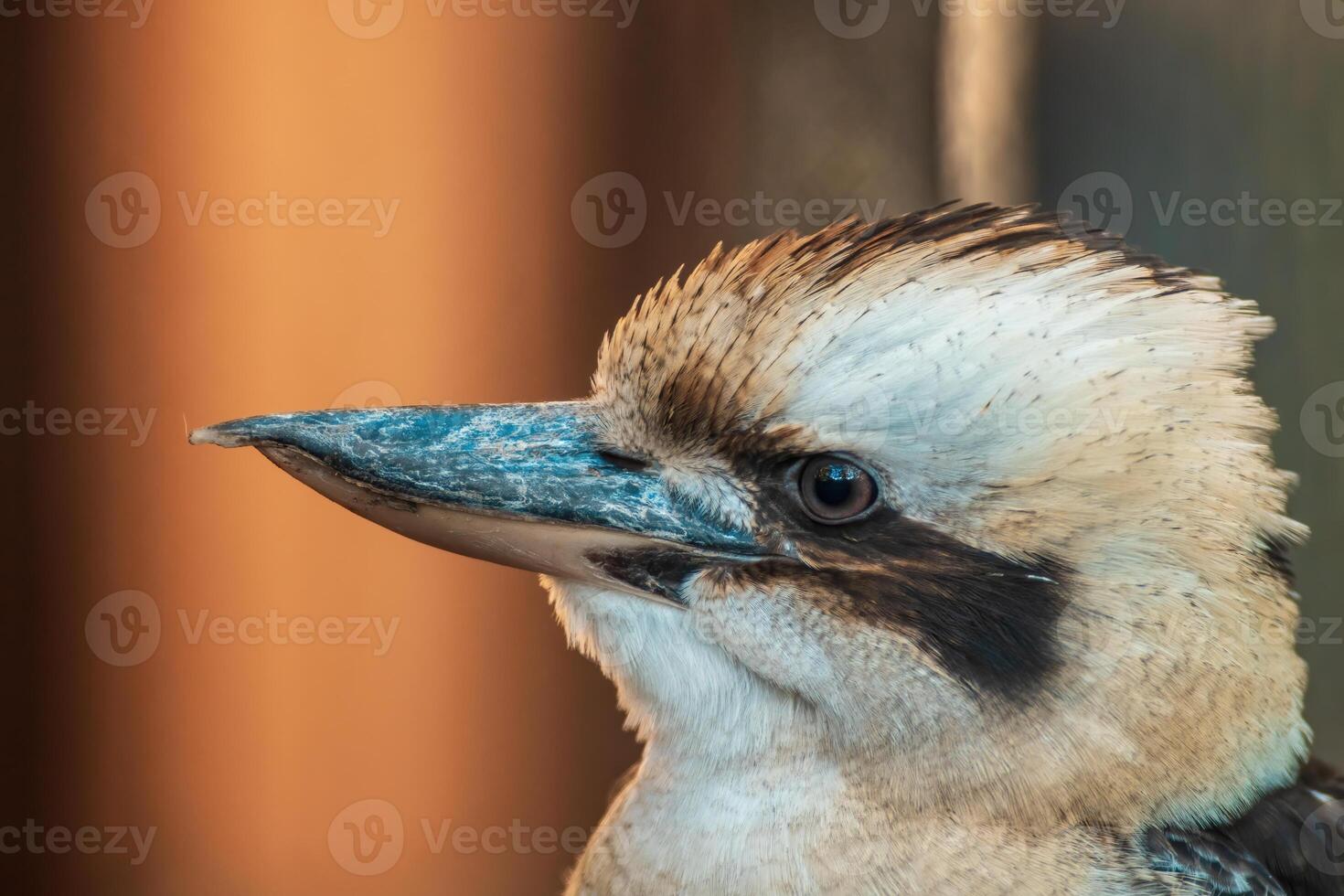 uma retrato do uma rindo kookaburra pássaro foto