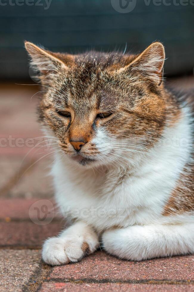 retrato do uma fofa gato enquanto relaxante foto