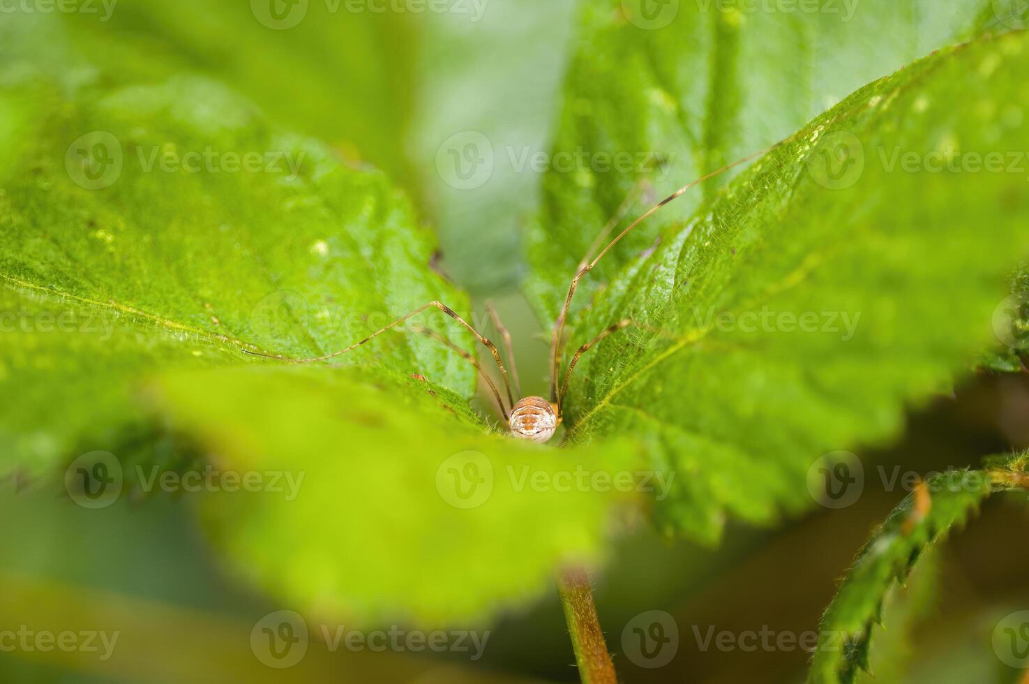 uma pequeno aranha inseto em uma plantar dentro a Prado foto