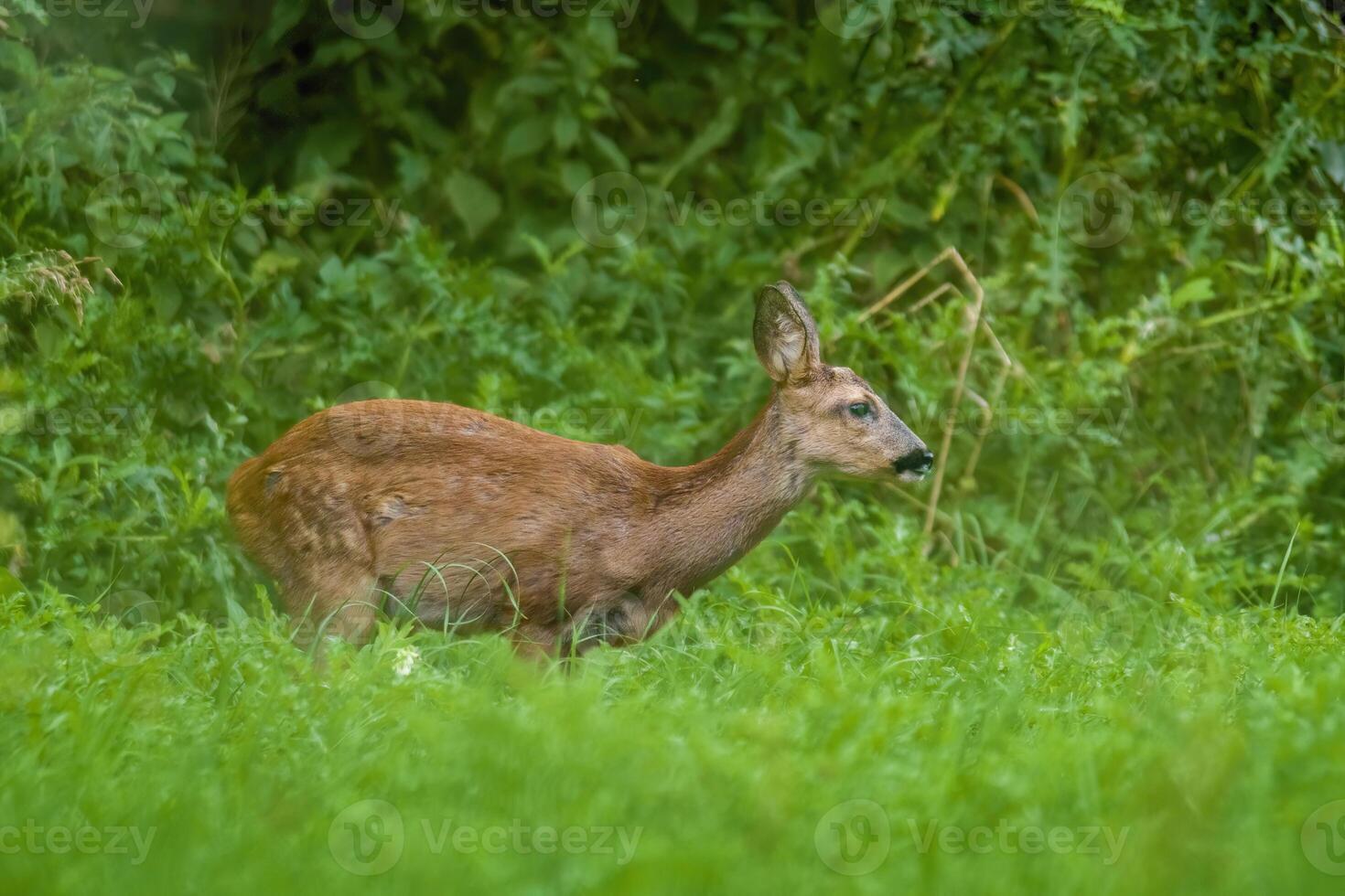 uma jovem fêmea veado em uma verde Prado foto