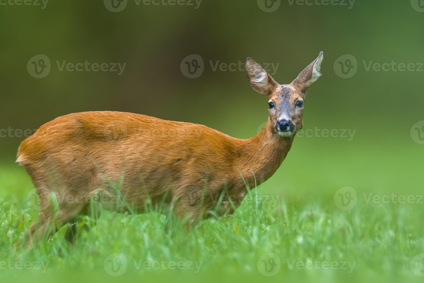 uma jovem fêmea veado em uma verde Prado foto