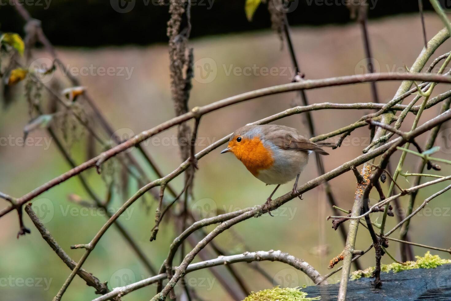 uma europeu robin olhando para Comida foto