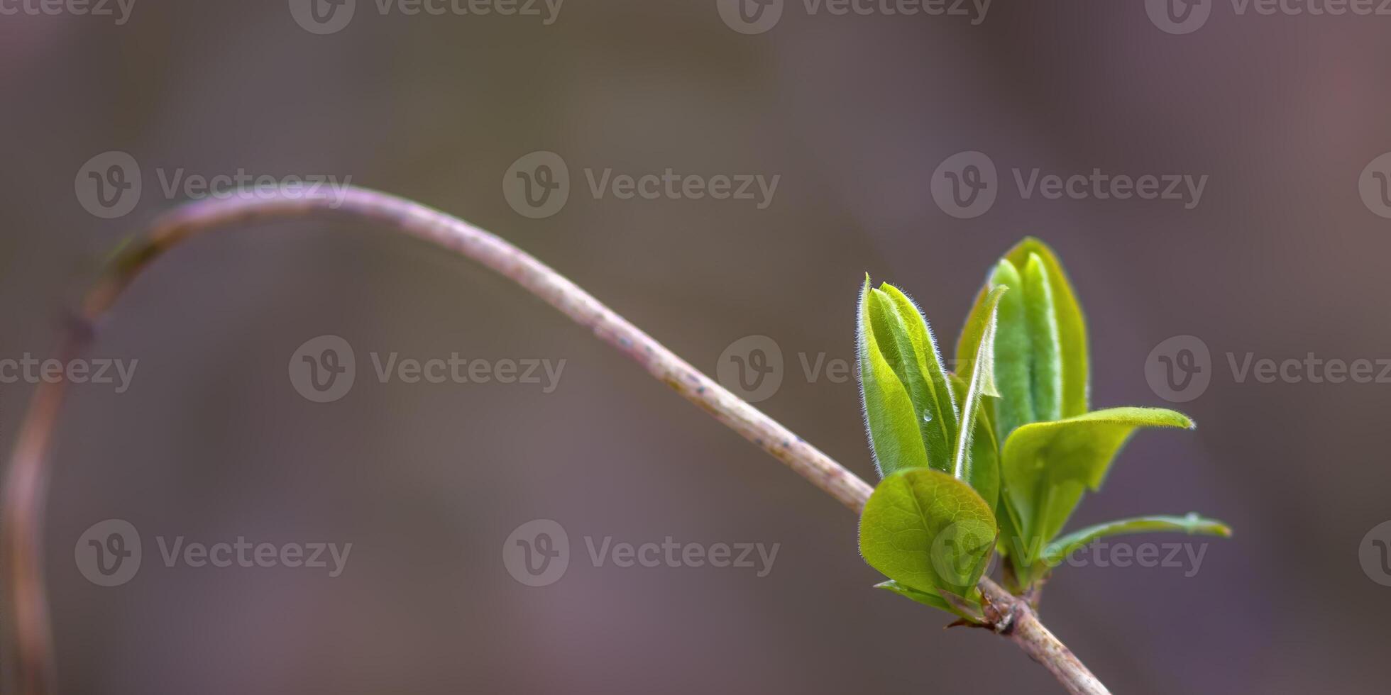 uma fresco ramo com verde folhas dentro a floresta foto