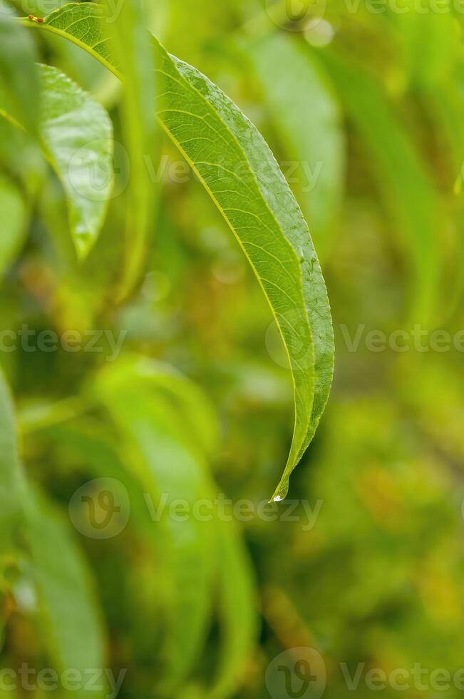 uma fresco ramo com verde folhas dentro a floresta foto