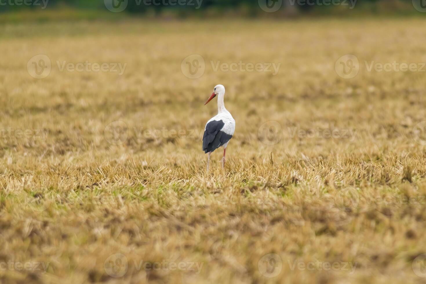 uma ótimo jovem pássaro em Fazenda campo dentro natureza foto