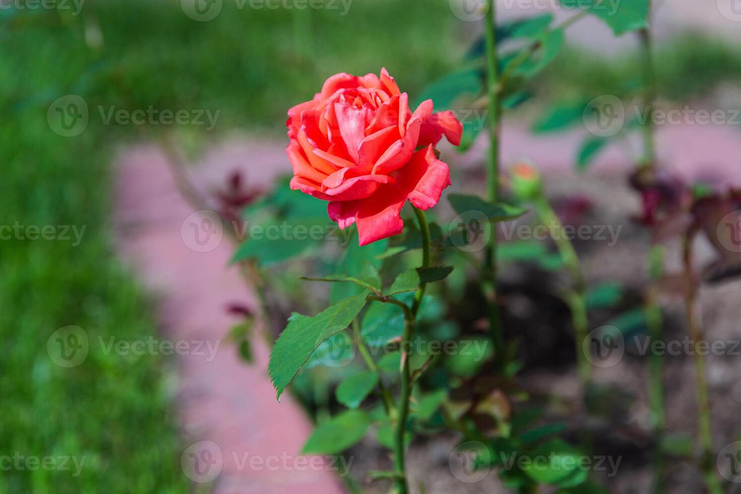 topo Visão do uma solitário coral rosa flor foto