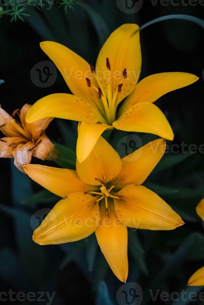 dois pequeno amarelo lírios dentro a frente jardim dentro a manhã foto