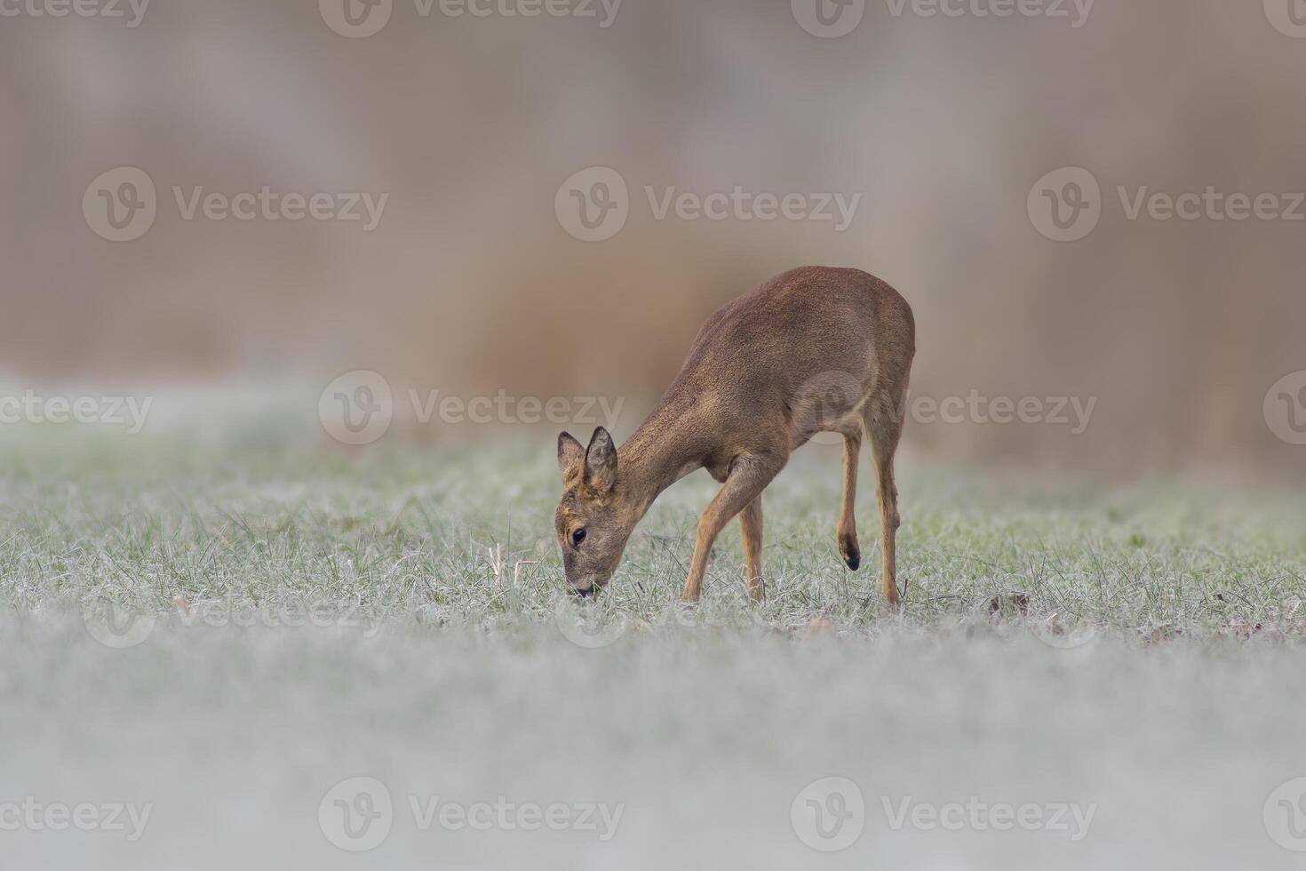 1 adulto ovas veado corça carrinhos em uma congeladas campo dentro inverno foto