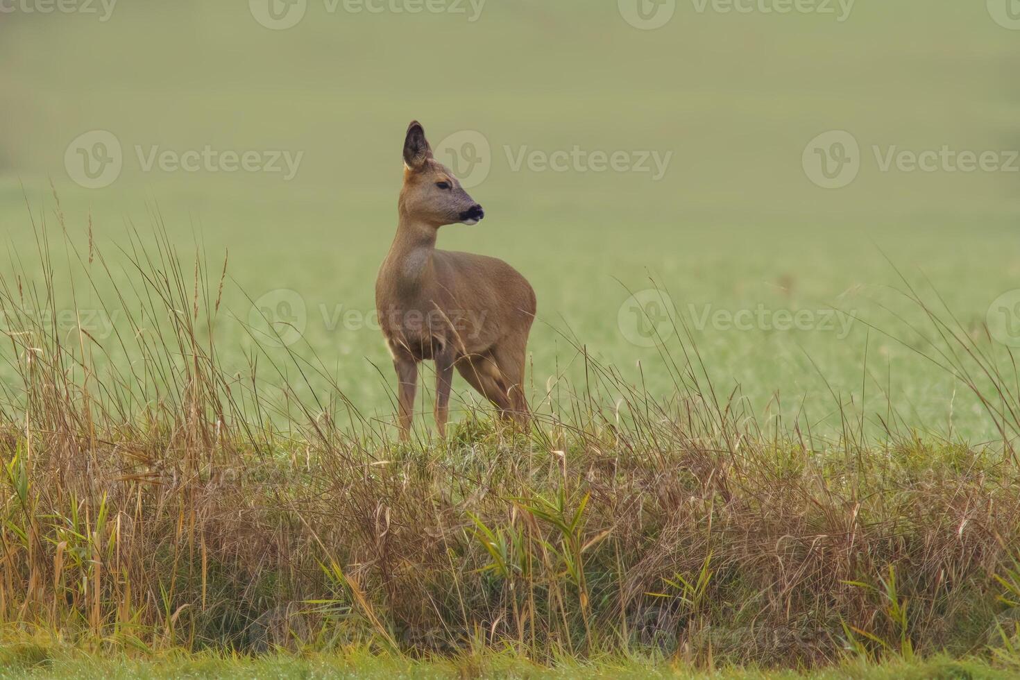 1 lindo veado corça em pé em uma Prado dentro outono foto