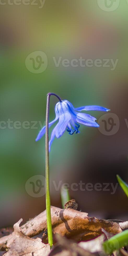 uma suave flor Flor dentro uma natureza jardim foto