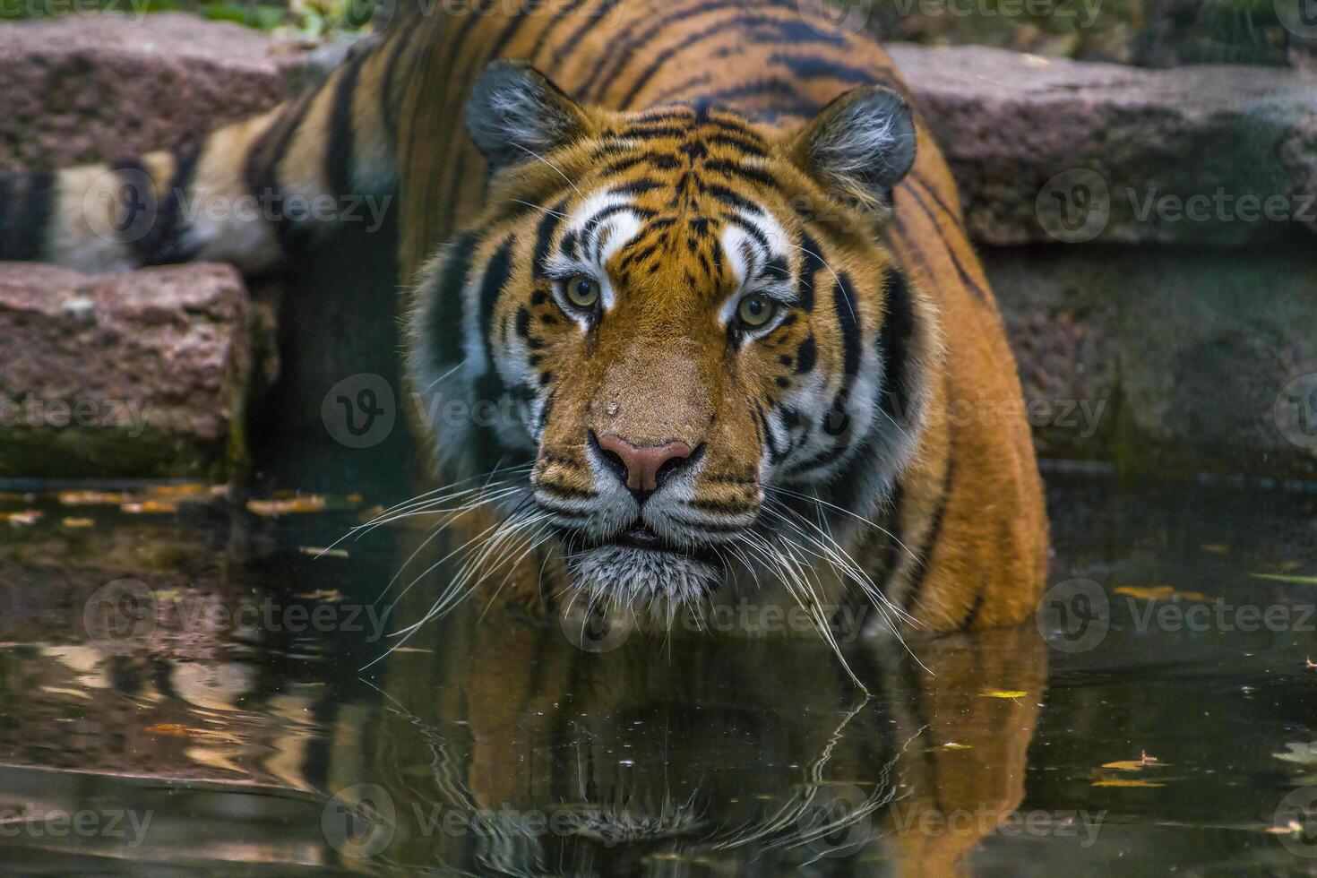 1 bonito jovem tigre vai para dentro a água para tomando banho foto