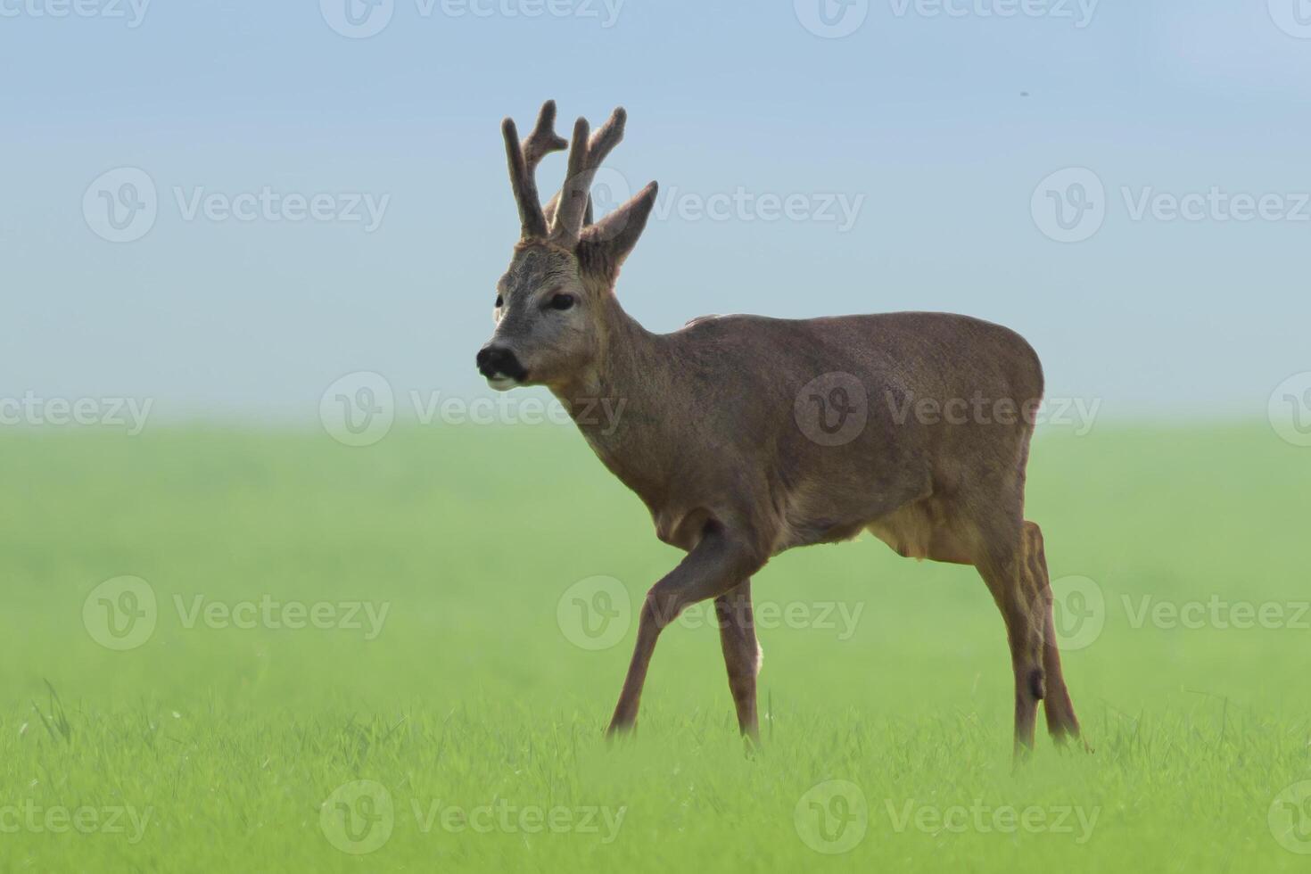 1 jovem Roebuck carrinhos em uma verde campo dentro Primavera foto