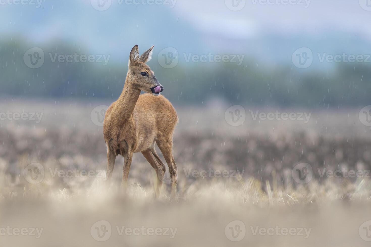 1 lindo veado corça em pé em uma colhido campo dentro outono foto