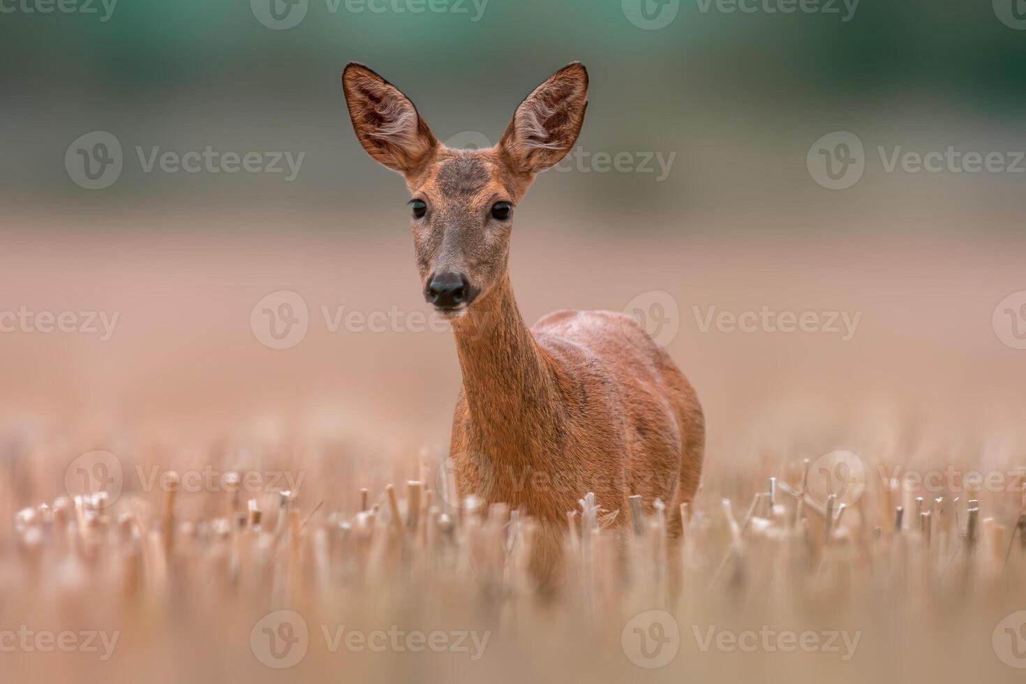 1 lindo ovas veado corça carrinhos em uma colhido campo dentro verão foto