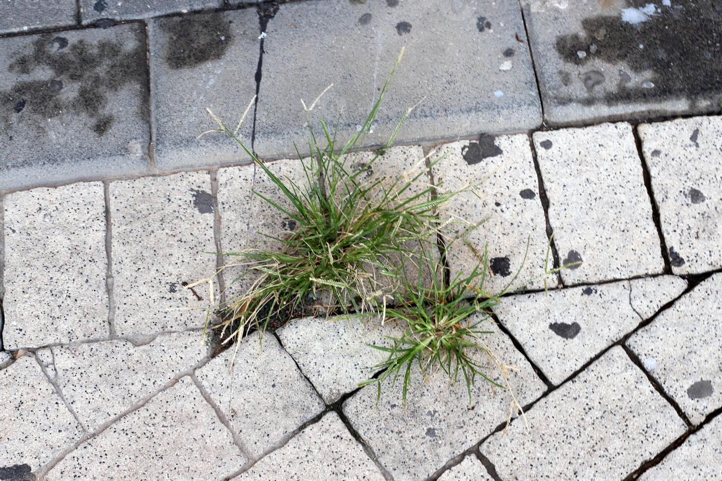 verde plantas e flores crescer em a estrada e calçada. foto