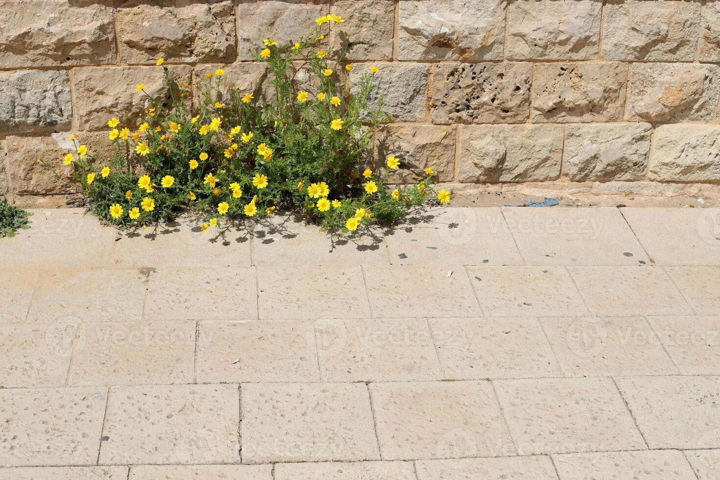 verde plantas e flores crescer em a estrada e calçada. foto