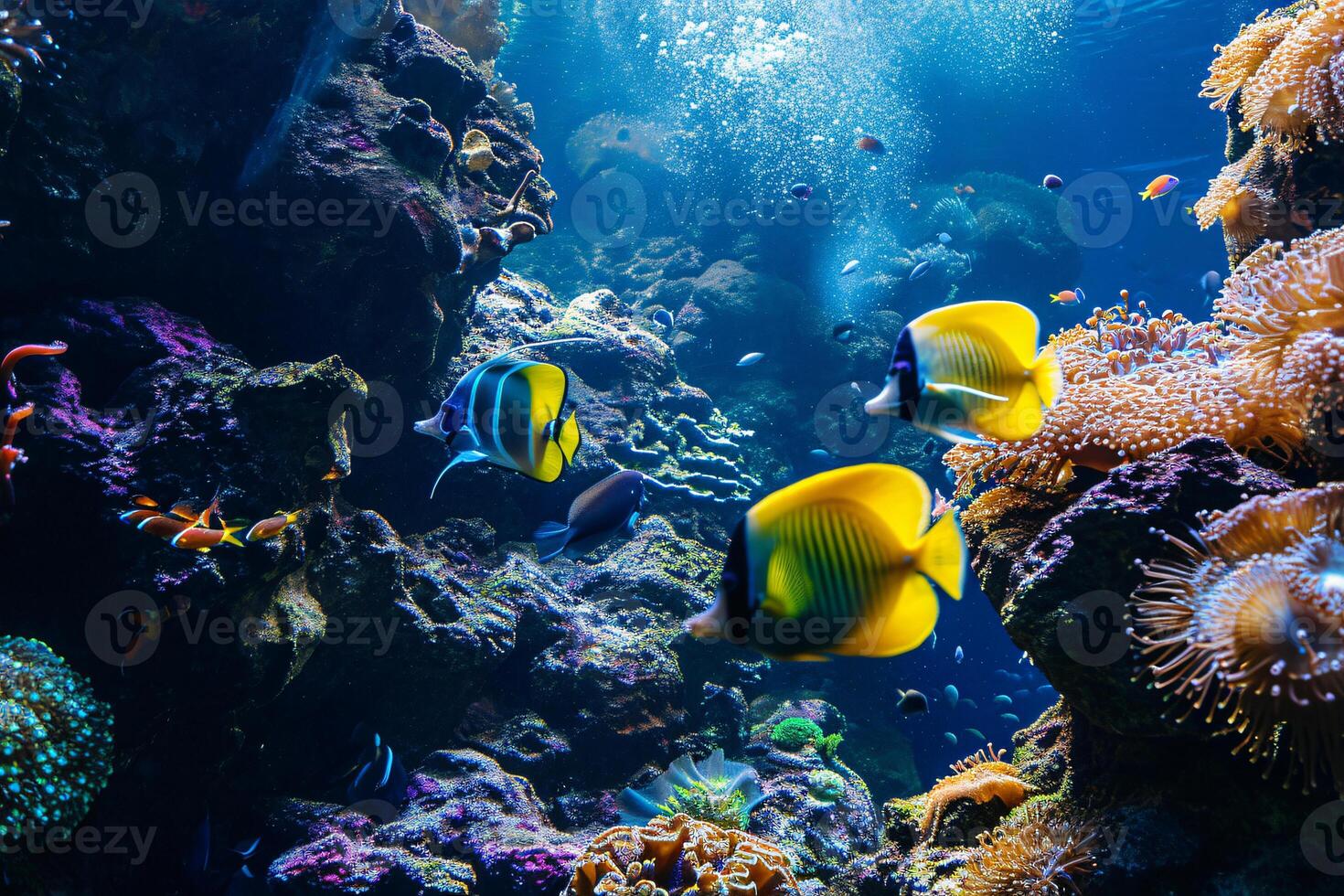 foto coral recife com peixe azul mar embaixo da agua cena