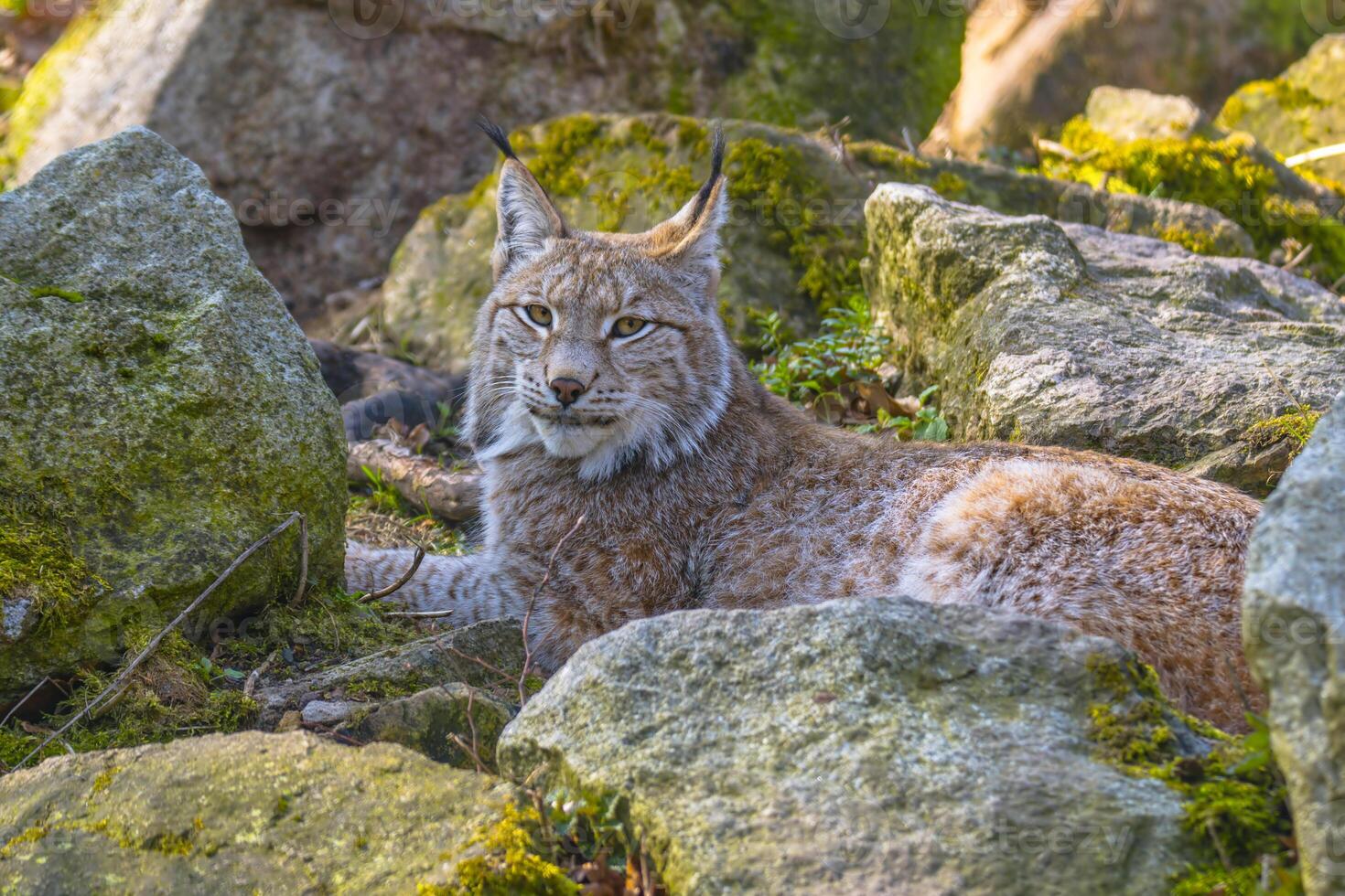 fofa jovem lince dentro a colorida região selvagem floresta foto