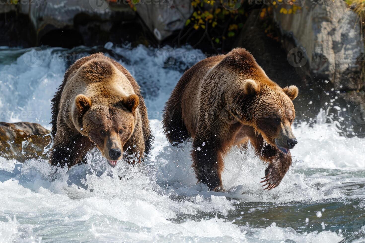 grisalho ursos dentro a salmão correr atrás foto
