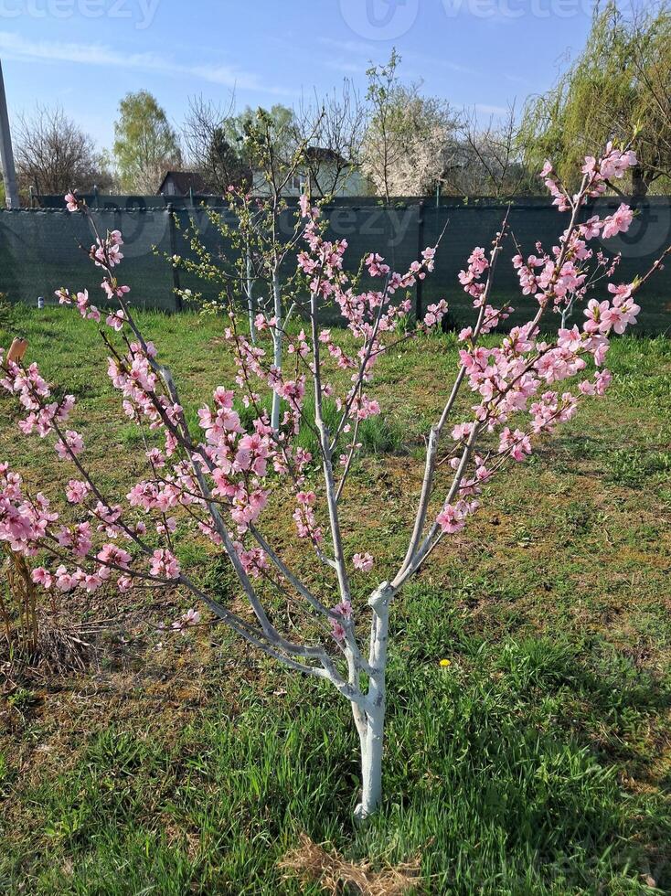 fruta árvores floresceu dentro a jardim dentro Primavera foto