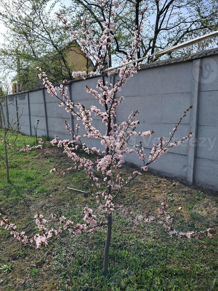 fruta árvores floresceu dentro a jardim dentro Primavera foto