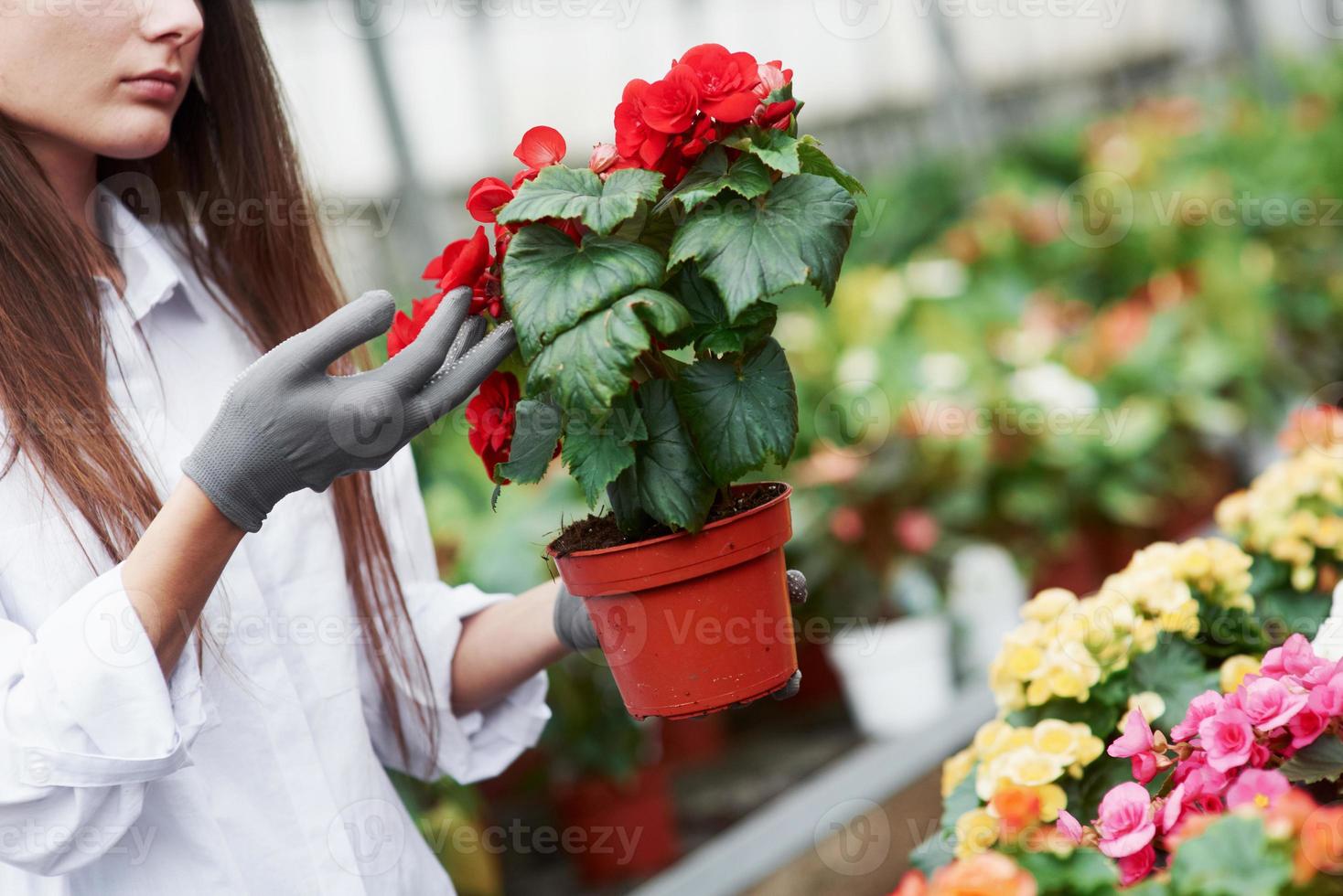 cuidar das plantas. garota com luvas nas mãos segurando um vaso com flores vermelhas foto