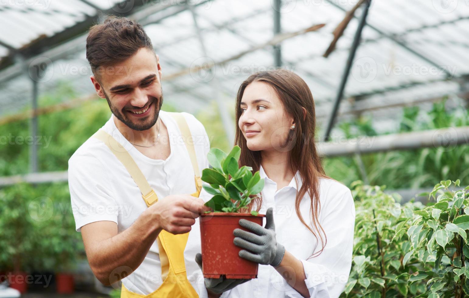 casal de adoráveis trabalhadores de jardim com roupas de trabalho cuidando da planta no vaso na estufa foto