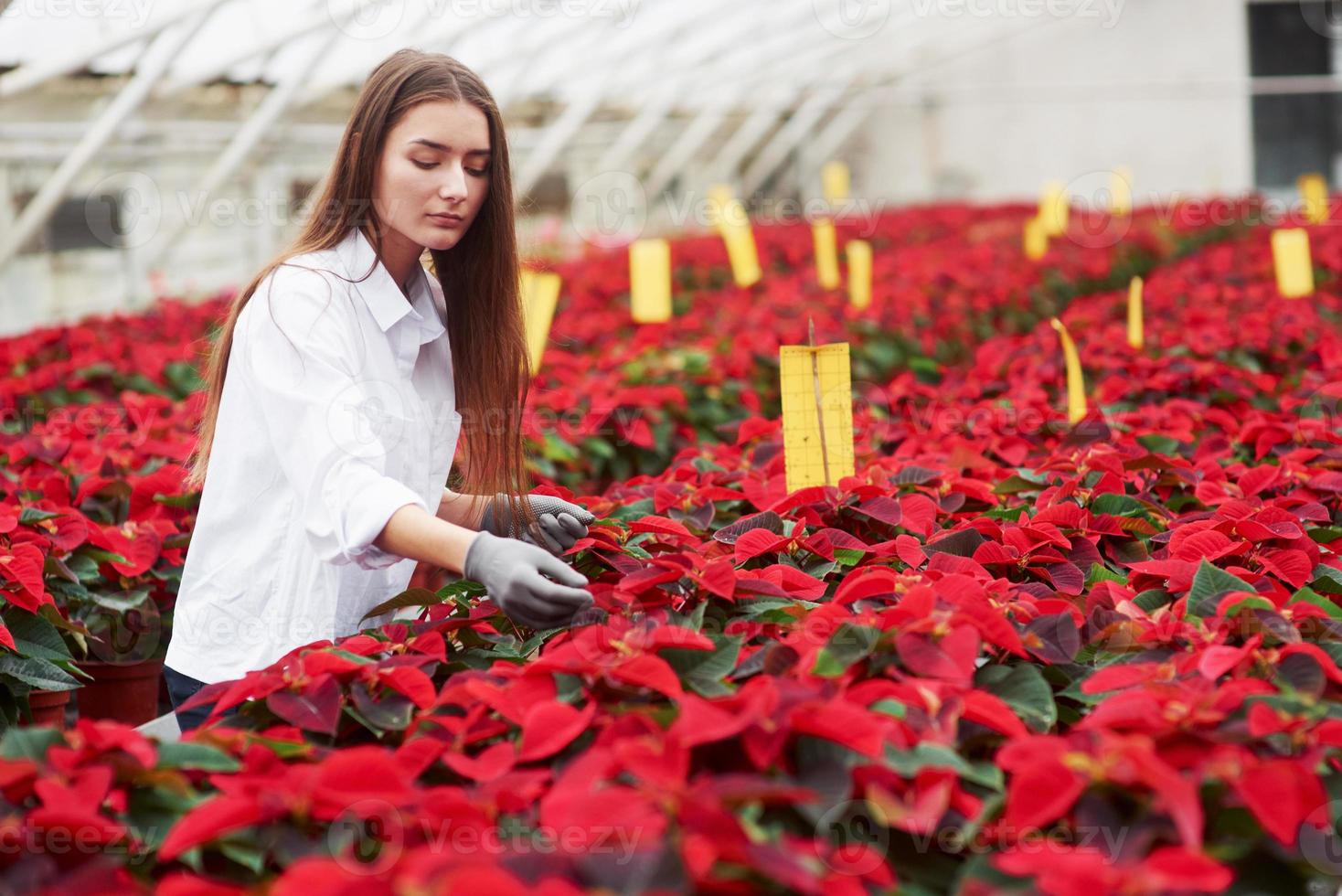 jovem linda florista trabalhando em uma estufa com lindas plantas foto