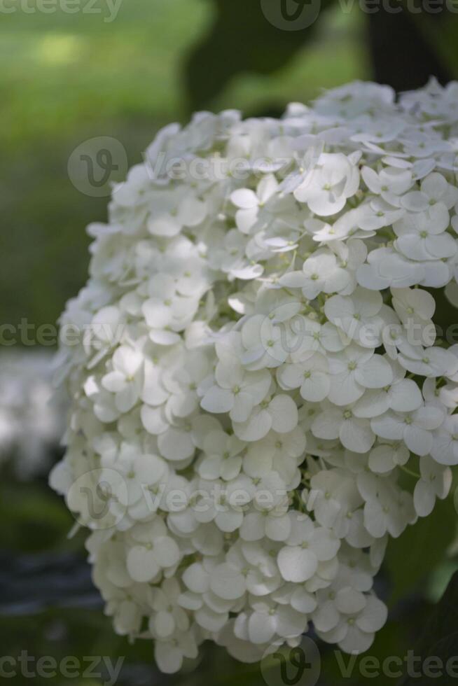 branco hortênsia florescendo foto