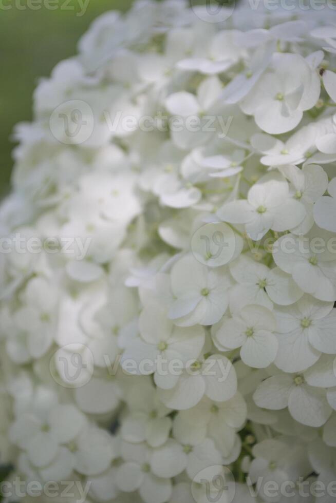 branco hortênsia florescendo foto