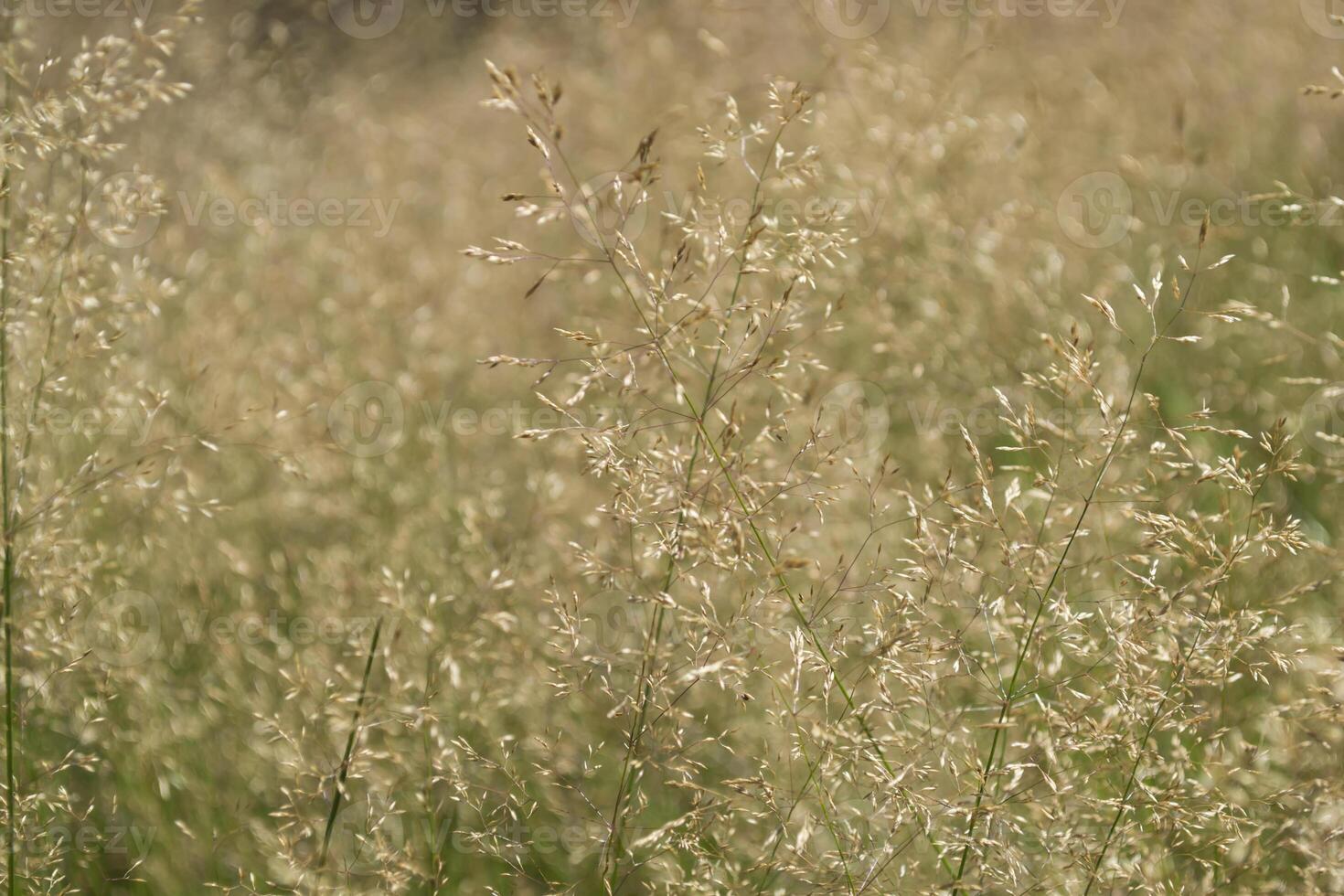 panicum plantar fechar acima. natural fundo. foto