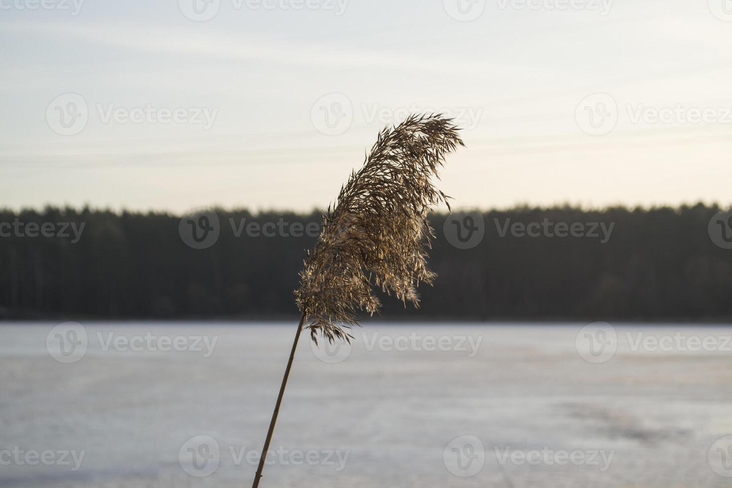 a juncos perto lago. idílico lugar. foto