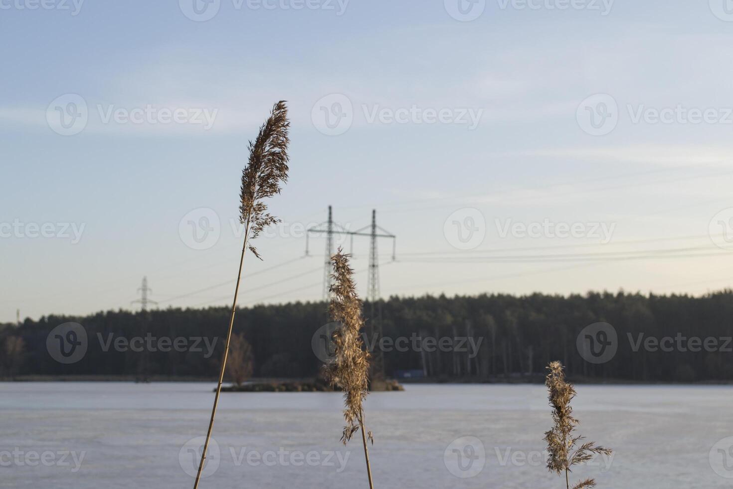 a juncos perto lago. idílico lugar. foto