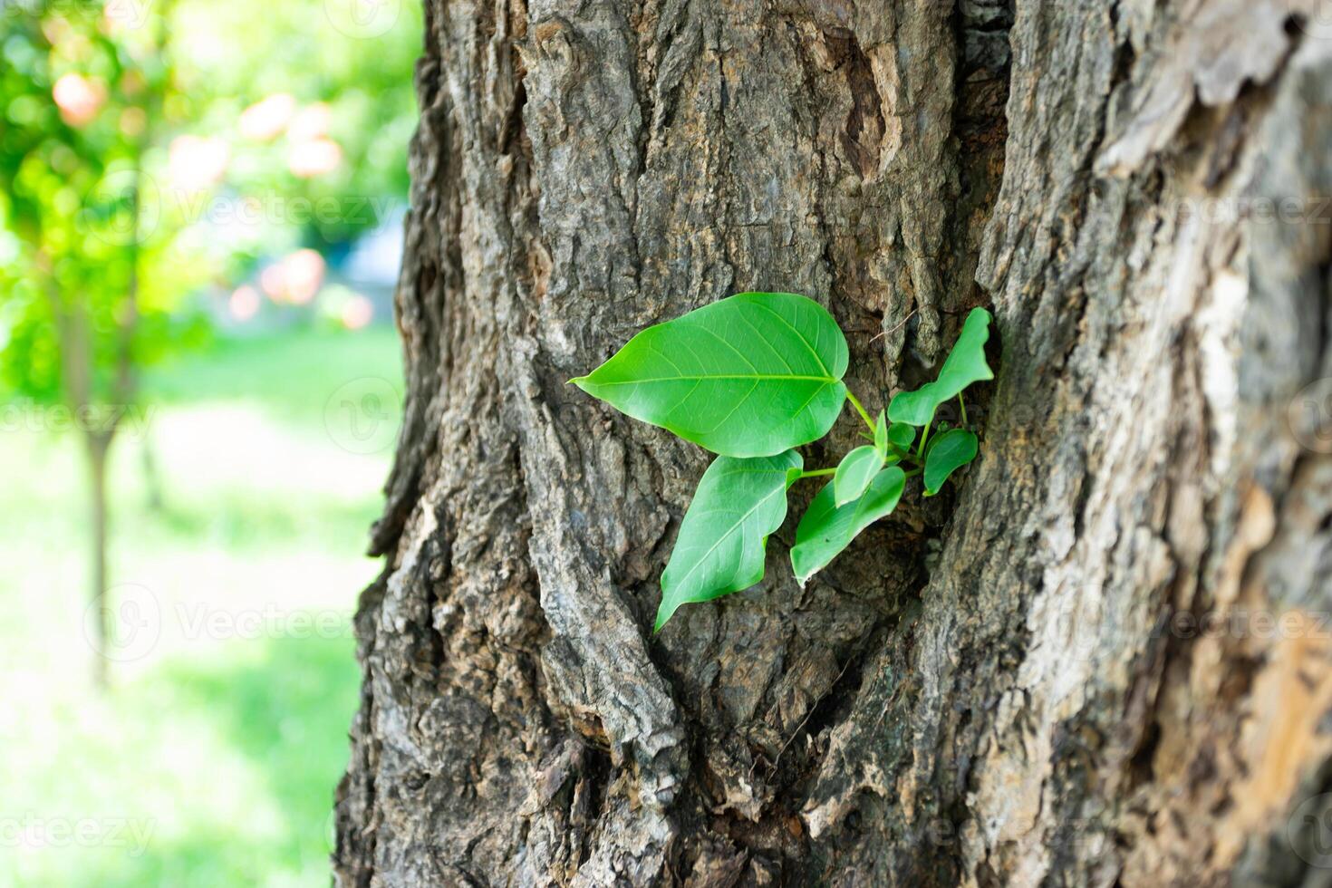 folha na árvore foto