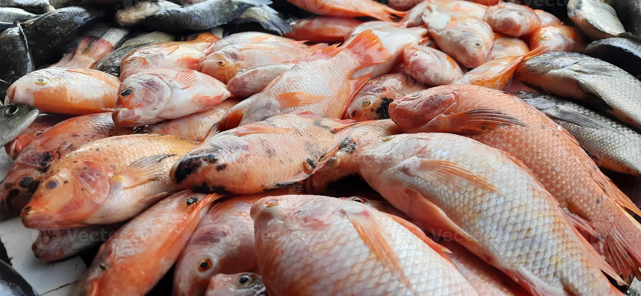 fresco cru peixe venda às tradicional mercado. peixe vibrante cor fundo foto