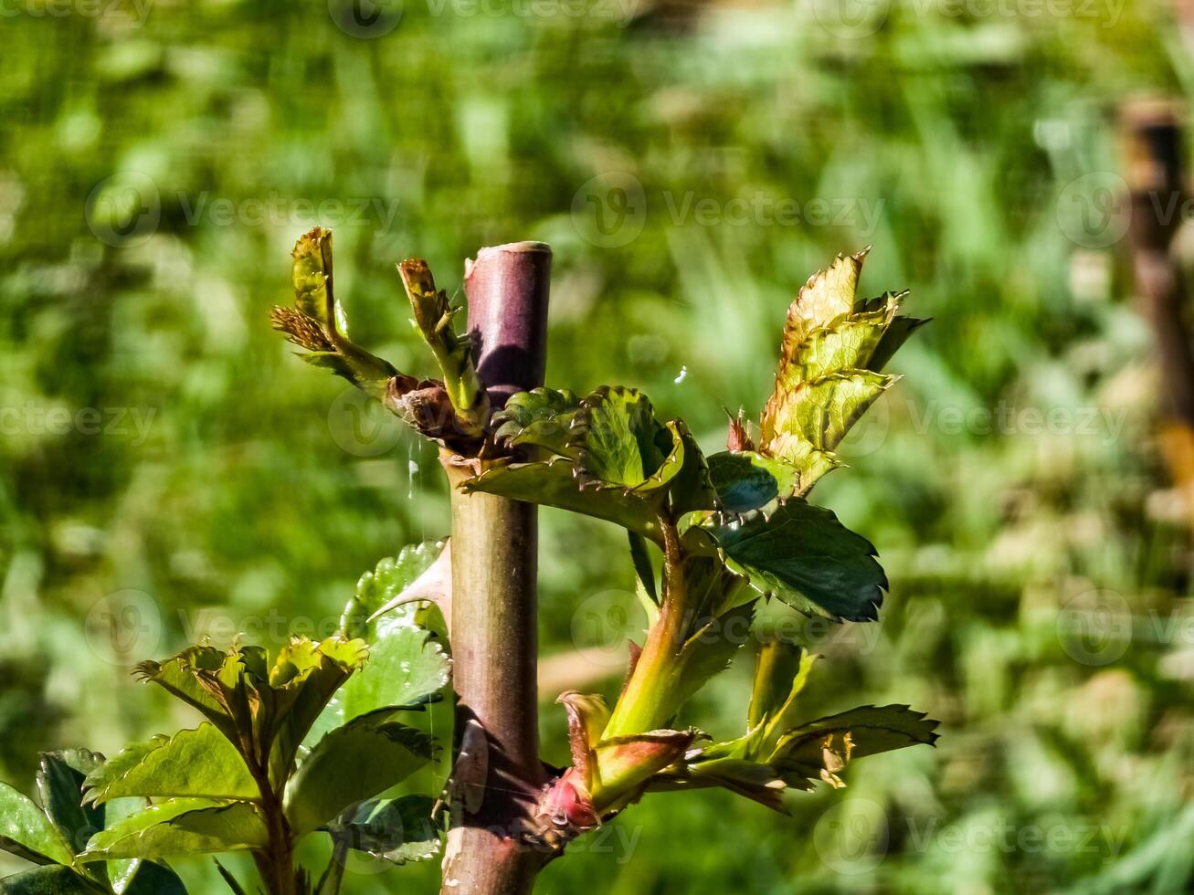 rosa brotos em podado galhos dentro cedo Primavera. cultivo do rosas foto