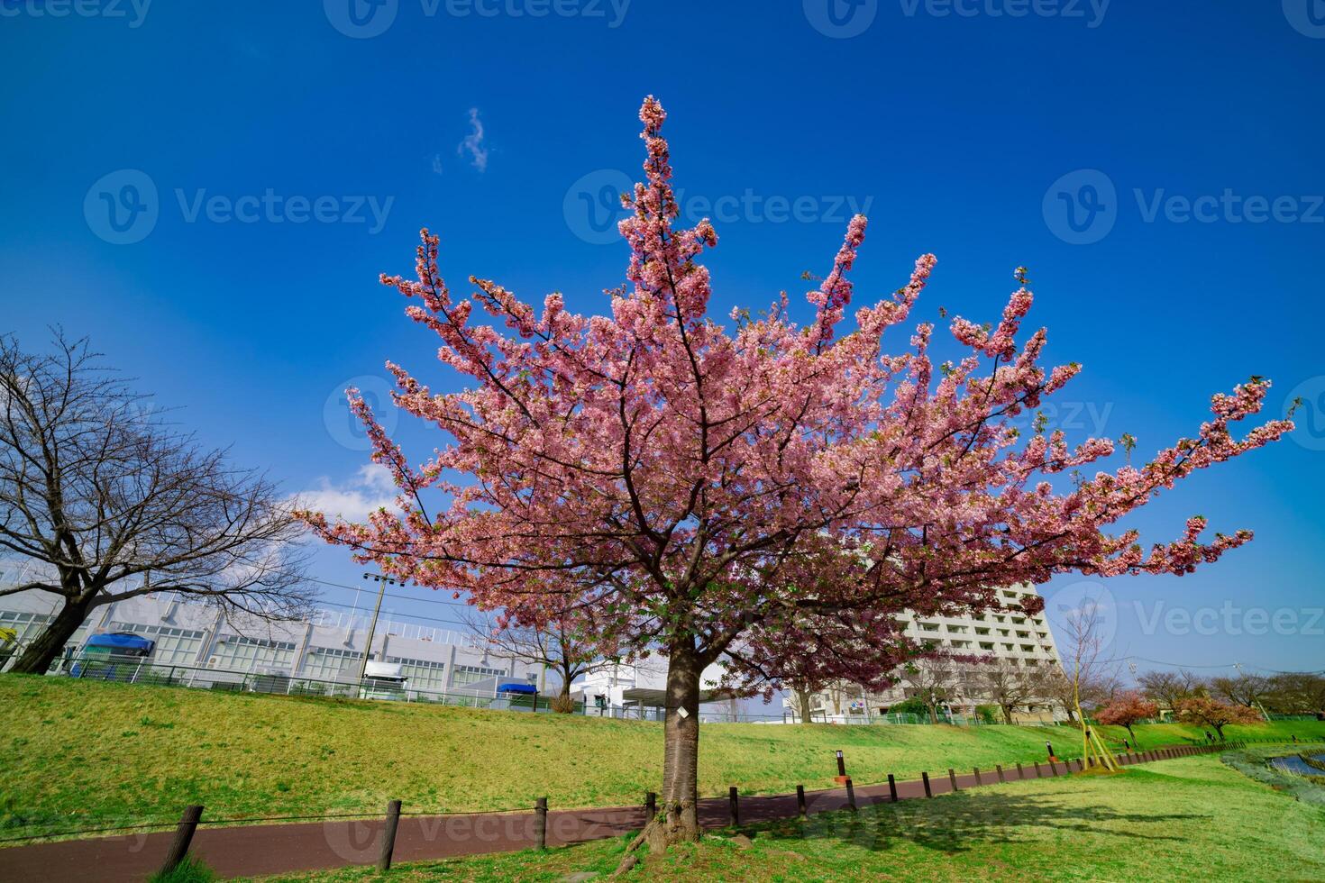 kawazu cereja flores dentro cheio flor às a parque Largo tiro foto