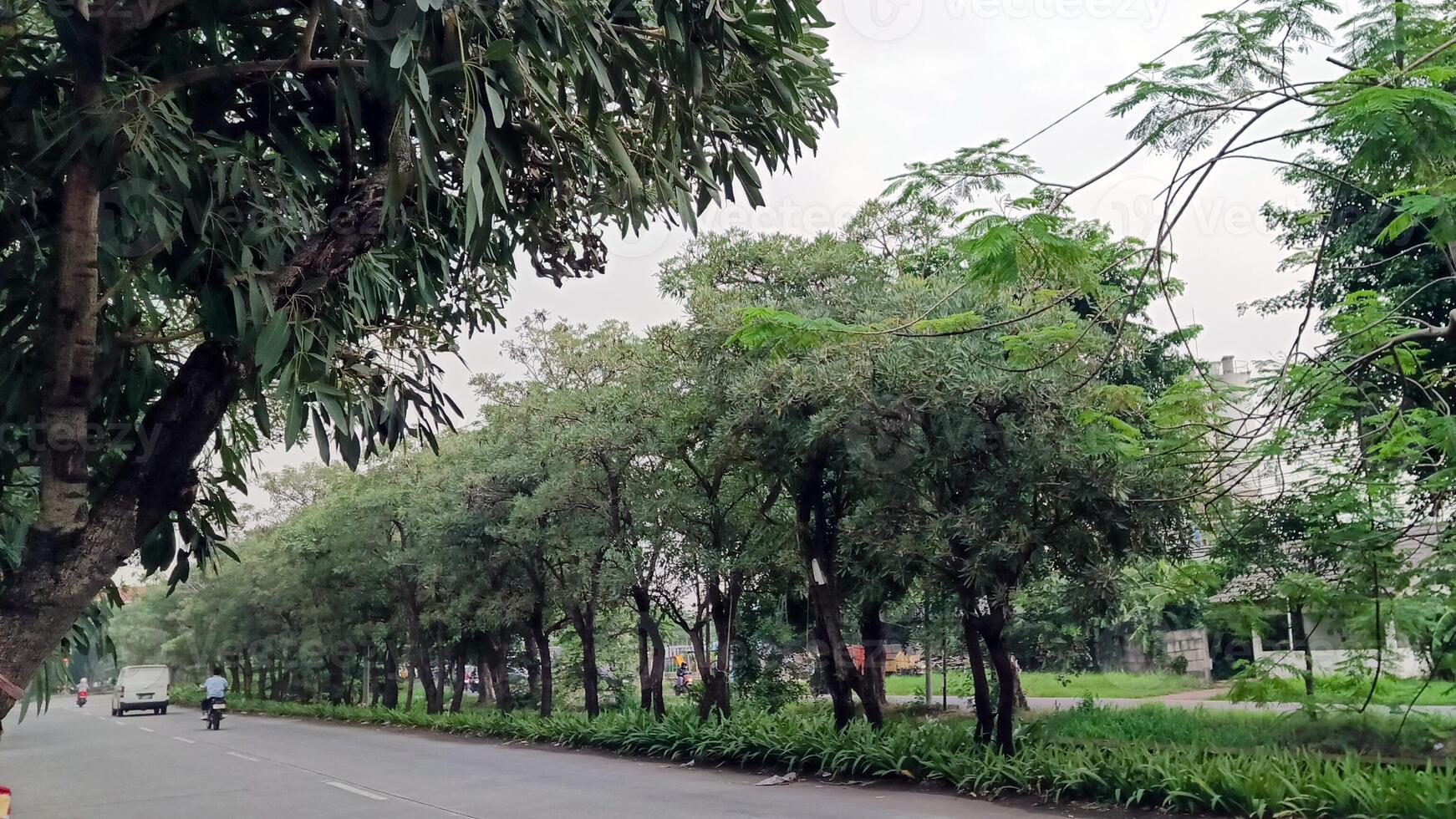 lindo Visão do árvores em a lado do a estrada decorado com uma limpar \ limpo azul céu foto
