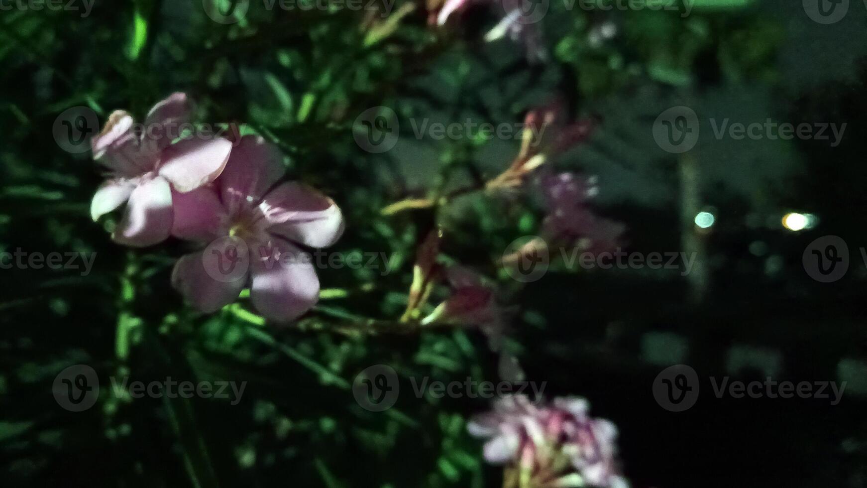 foto do uma frangipani árvore floração às noite