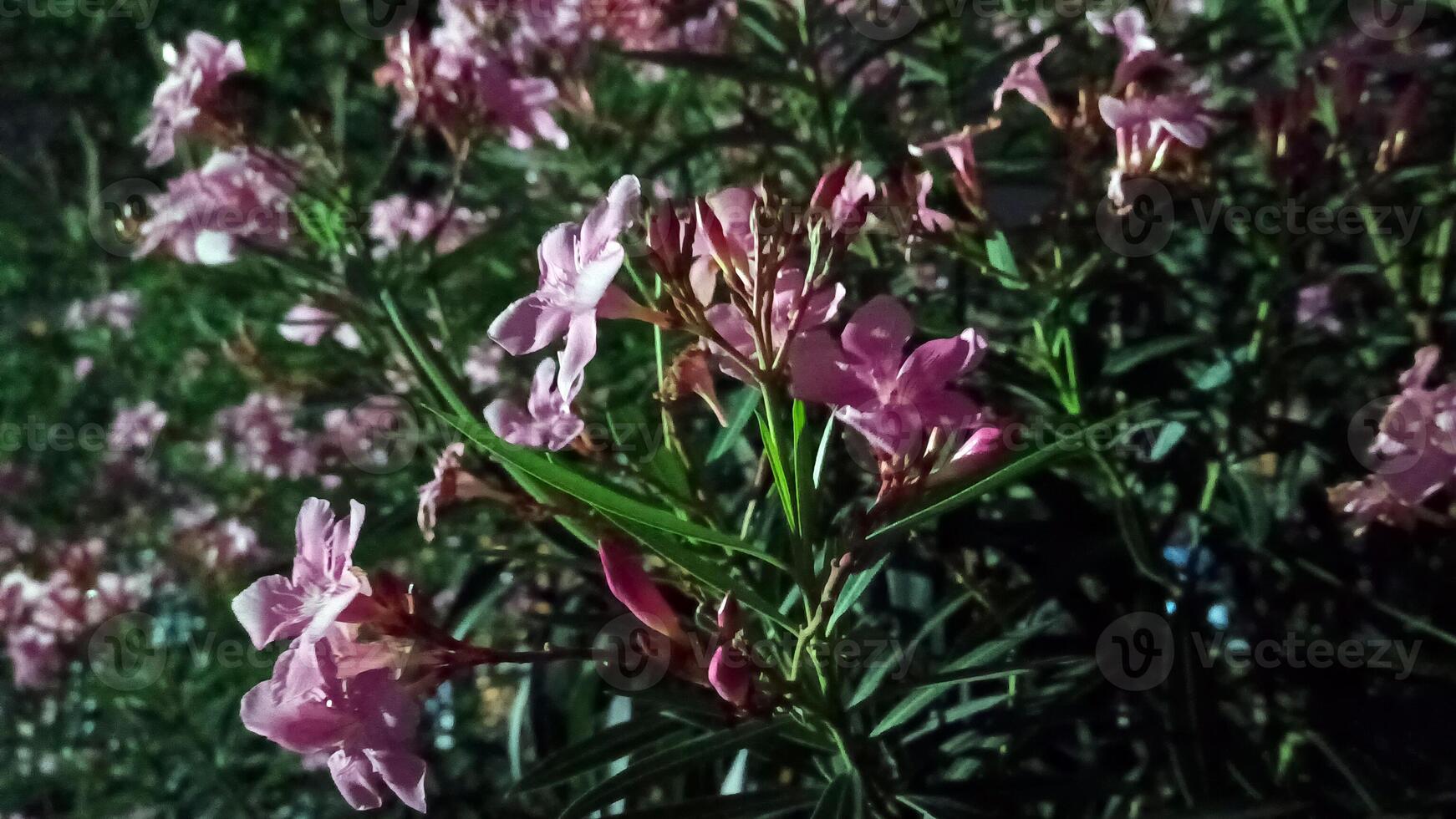 foto do uma frangipani árvore floração às noite