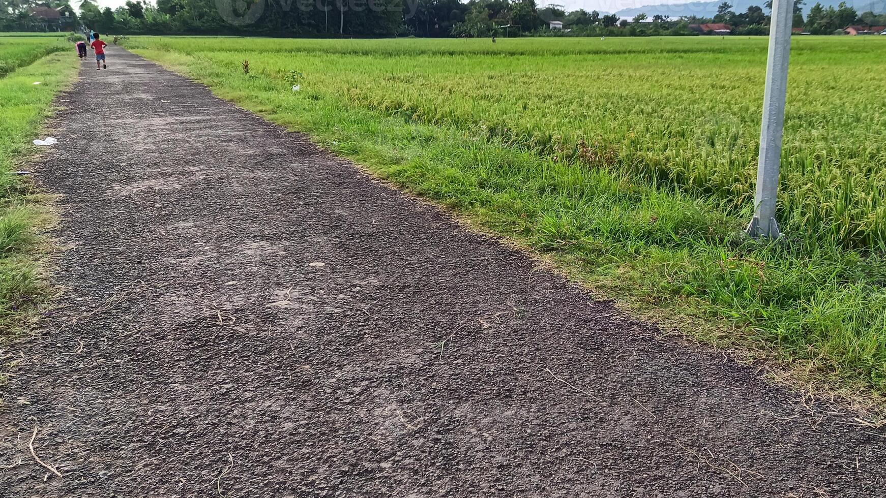 Visão do verde arroz Campos com uma estrada flanqueado de arroz Campos e cercado de colinas foto
