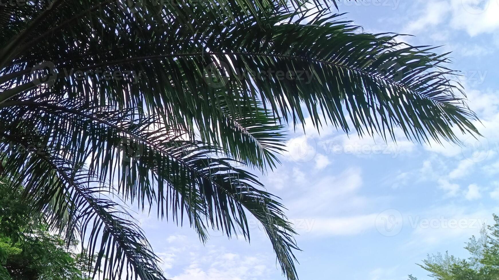 óleo Palma plantas que estão usava Como sombra árvores dentro urbano áreas estão decorado com azul céu foto